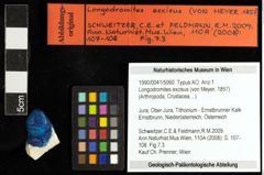 Foto (Objekt + Etiketten) von Longodromites excisus (von Meyer, 1857) 